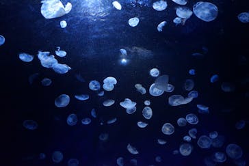 サンシャイン水族館に投稿された画像（2020/7/27）