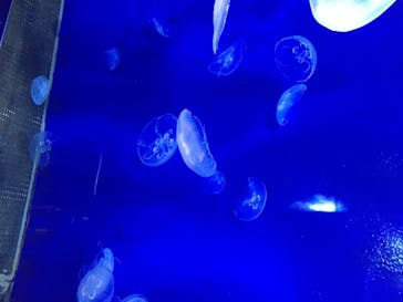 サンシャイン水族館に投稿された画像（2020/7/27）