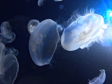 サンシャイン水族館に投稿された画像（2020/7/27）