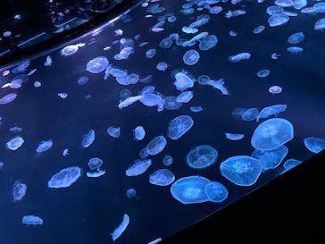 すみだ水族館に投稿された画像（2020/7/27）