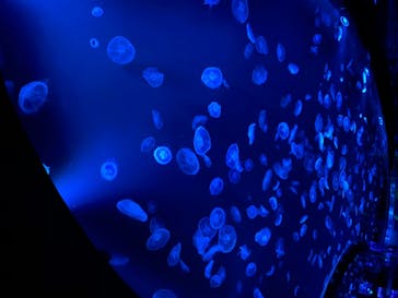 すみだ水族館に投稿された画像（2020/7/27）