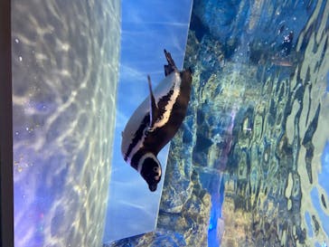 すみだ水族館に投稿された画像（2020/7/27）