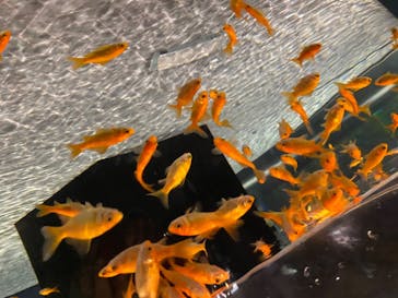 すみだ水族館に投稿された画像（2020/7/27）