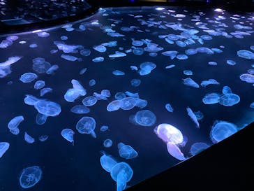 すみだ水族館に投稿された画像（2020/7/27）