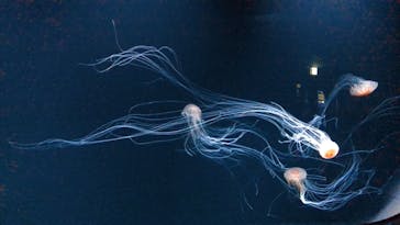 サンシャイン水族館に投稿された画像（2020/7/27）