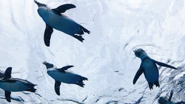 サンシャイン水族館に投稿された画像（2020/7/27）