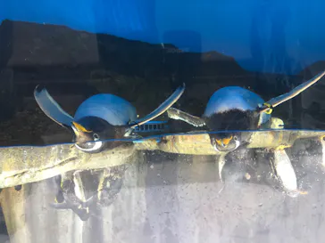 仙台うみの杜水族館に投稿された画像（2020/7/27）