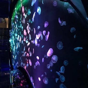 すみだ水族館に投稿された画像（2020/7/27）