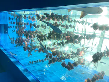 仙台うみの杜水族館に投稿された画像（2020/7/27）