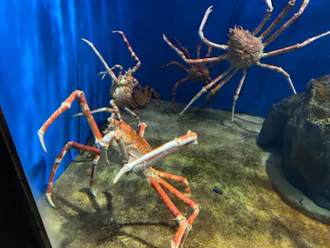 仙台うみの杜水族館に投稿された画像（2020/7/27）
