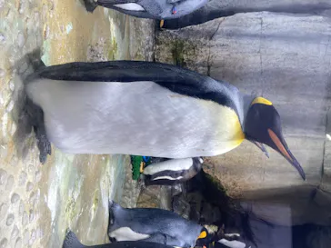 仙台うみの杜水族館に投稿された画像（2020/7/27）