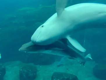 仙台うみの杜水族館に投稿された画像（2020/7/27）