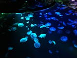 すみだ水族館に投稿された画像（2020/7/27）