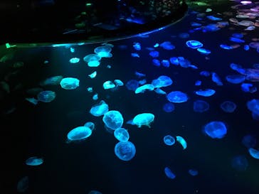 すみだ水族館に投稿された画像（2020/7/27）