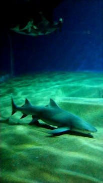 アクアワールド茨城県大洗水族館に投稿された画像（2020/7/27）