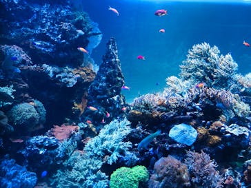 サンシャイン水族館に投稿された画像（2020/7/27）