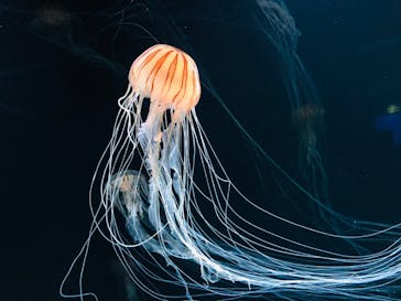 サンシャイン水族館に投稿された画像（2020/7/27）