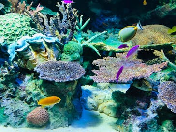 サンシャイン水族館に投稿された画像（2020/7/27）