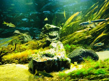 サンシャイン水族館に投稿された画像（2020/7/27）