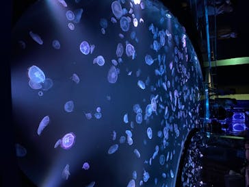 すみだ水族館に投稿された画像（2020/7/27）