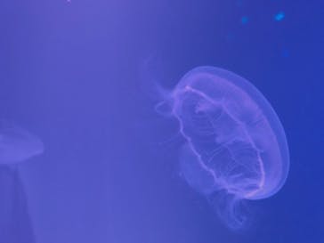 すみだ水族館に投稿された画像（2020/7/27）