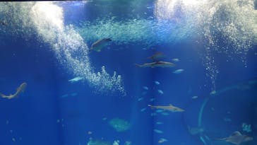 アクアワールド茨城県大洗水族館に投稿された画像（2020/7/27）