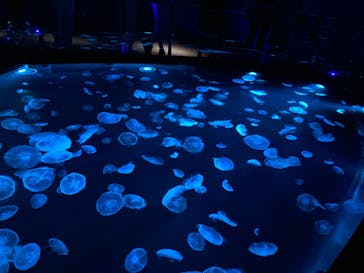 すみだ水族館に投稿された画像（2020/7/28）