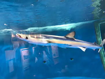 仙台うみの杜水族館に投稿された画像（2020/7/28）