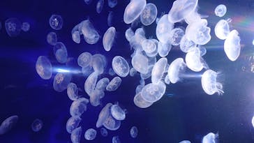 サンシャイン水族館に投稿された画像（2020/7/28）