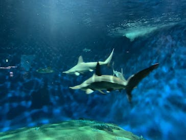 アクアワールド茨城県大洗水族館に投稿された画像（2020/7/28）