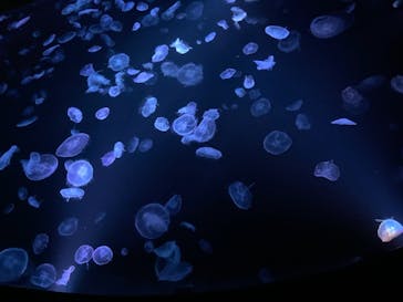 すみだ水族館に投稿された画像（2020/7/28）