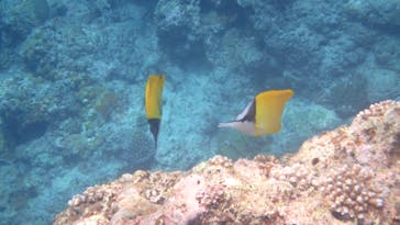 ダイビングショップ Sea Free（シーフリー）に投稿された画像（2020/7/28）