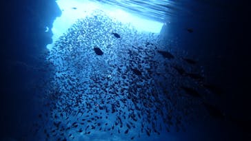 ダイビングショップ Sea Free（シーフリー）に投稿された画像（2020/7/28）