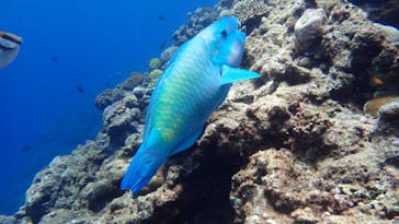 ダイビングショップ Sea Free（シーフリー）に投稿された画像（2020/7/28）