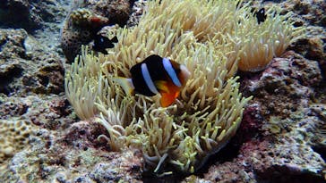 ダイビングショップ Sea Free（シーフリー）に投稿された画像（2020/7/28）