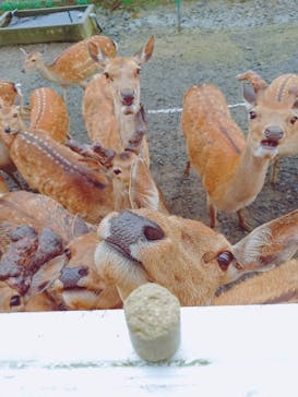 岩手サファリパークに投稿された画像（2020/7/28）