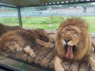 岩手サファリパークに投稿された画像（2020/7/28）