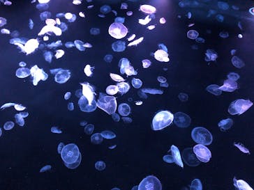 すみだ水族館に投稿された画像（2020/7/28）