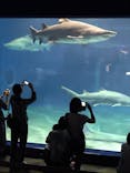アクアワールド茨城県大洗水族館に投稿された画像（2020/7/28）