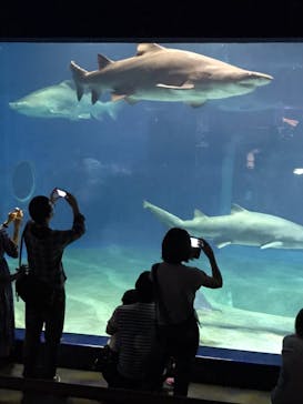 アクアワールド茨城県大洗水族館に投稿された画像（2020/7/28）