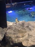 すみだ水族館に投稿された画像（2020/7/28）