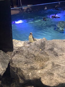 すみだ水族館に投稿された画像（2020/7/28）