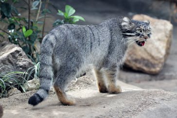 神戸どうぶつ王国に投稿された画像（2020/7/28）