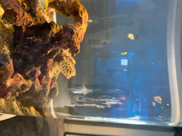 四国水族館に投稿された画像（2020/7/28）