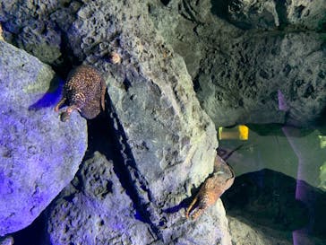 四国水族館に投稿された画像（2020/7/28）