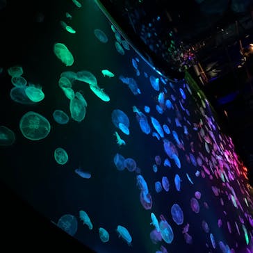 すみだ水族館に投稿された画像（2020/7/28）