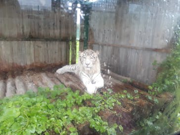 岩手サファリパークに投稿された画像（2020/7/28）