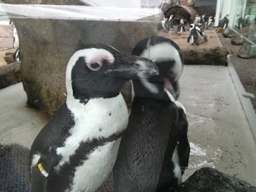 京都水族館に投稿された画像（2020/7/28）