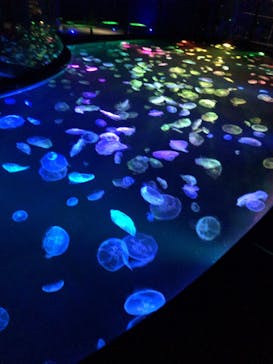 すみだ水族館に投稿された画像（2020/7/28）