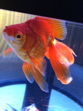 すみだ水族館に投稿された画像（2020/7/28）